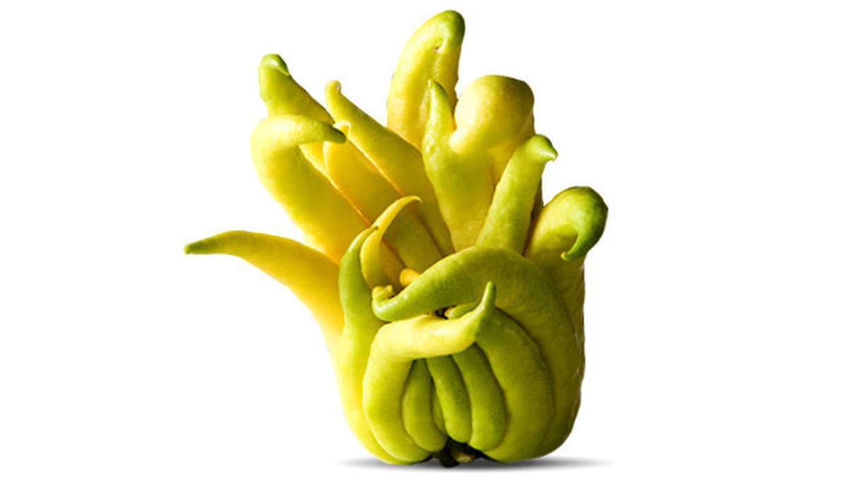 Citron main de bouddha BIO (petit calibre), Maroc Bam courses Les courses PAS CHÈRES Citron main de bouddha BIO (petit calibre), Maroc Bam courses Les courses PAS CHÈRES