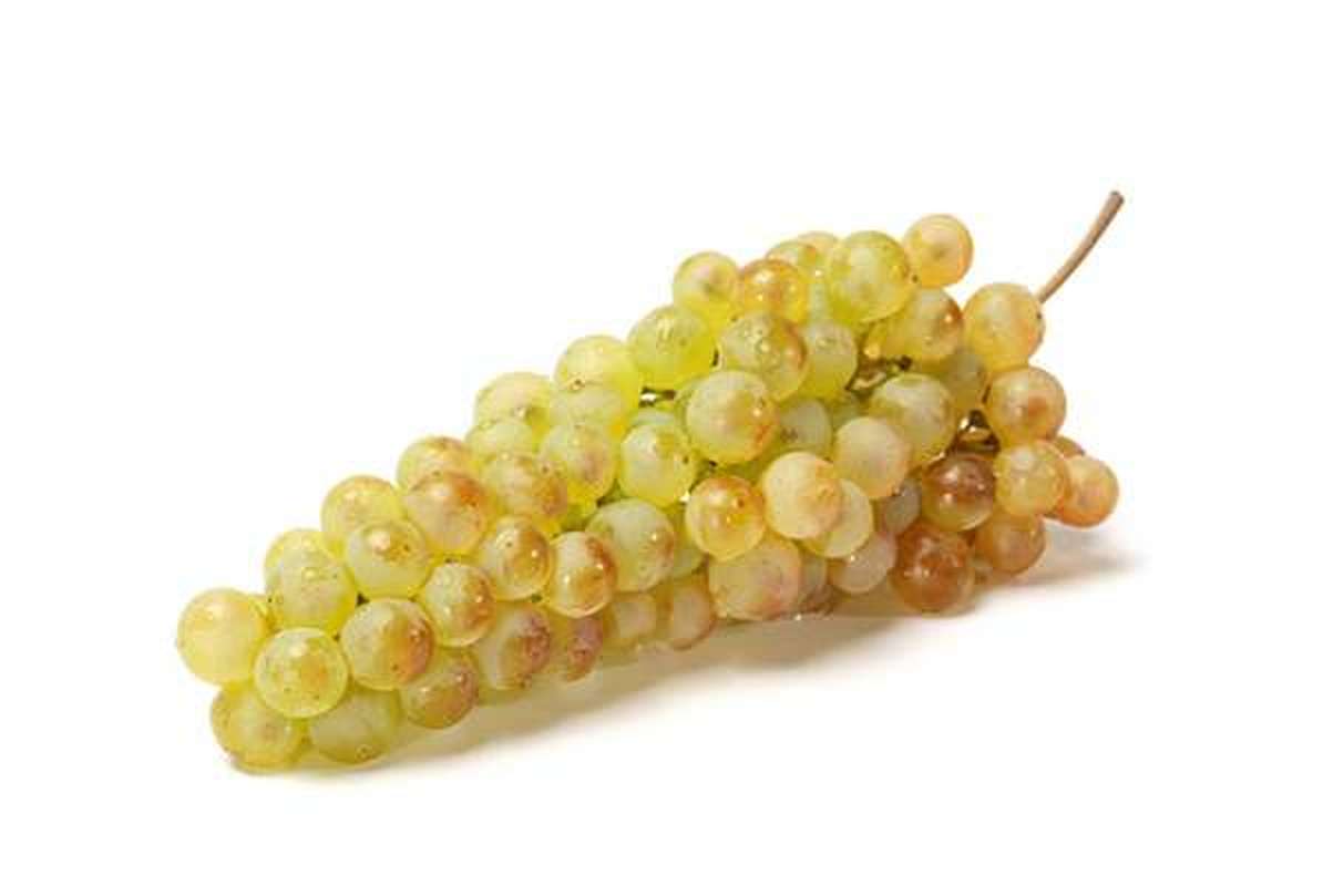 ANTI-GASPI Barquette de raisins Chasselas 750g, France