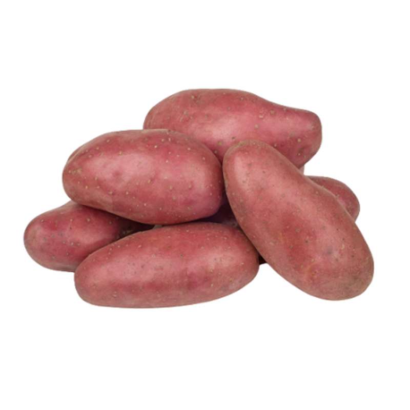 ANTI-GASPI Pomme de terre vapeur rouge "Franceline" des Hauts-de-France (filet de 1,5 kg), France