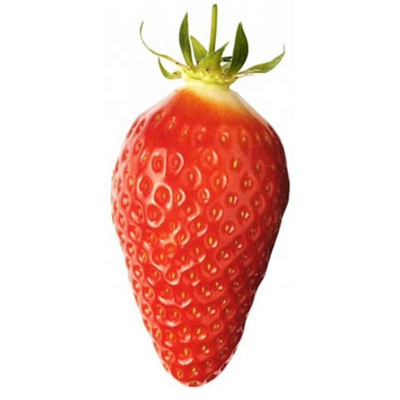Fraises "gariguette" BIO du Sud-Ouest - direct producteur (250 g), France