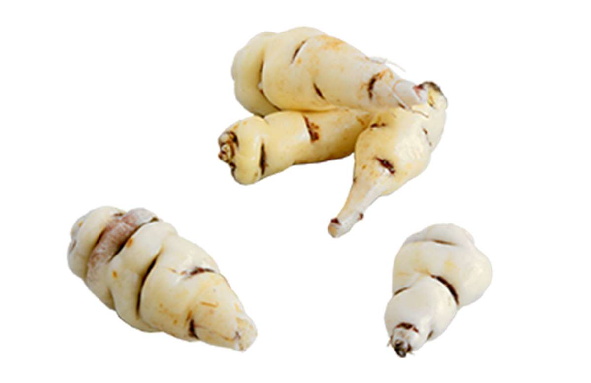 Capucine tubéreuse BIO, France