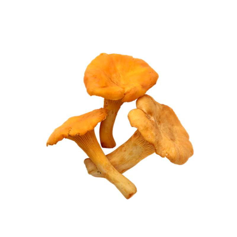 Chanterelles grises sauvages, France La belle vie Changez votre