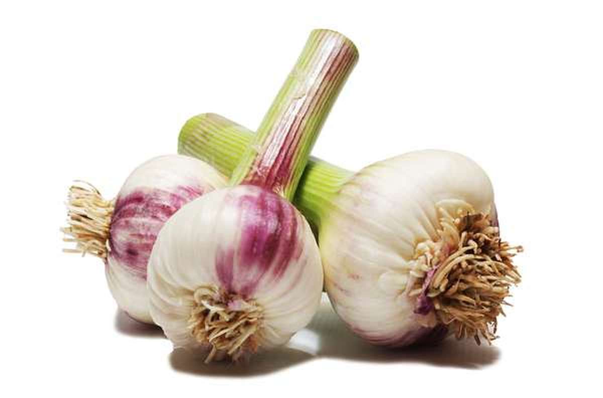 Ail violet frais (gros calibre), France