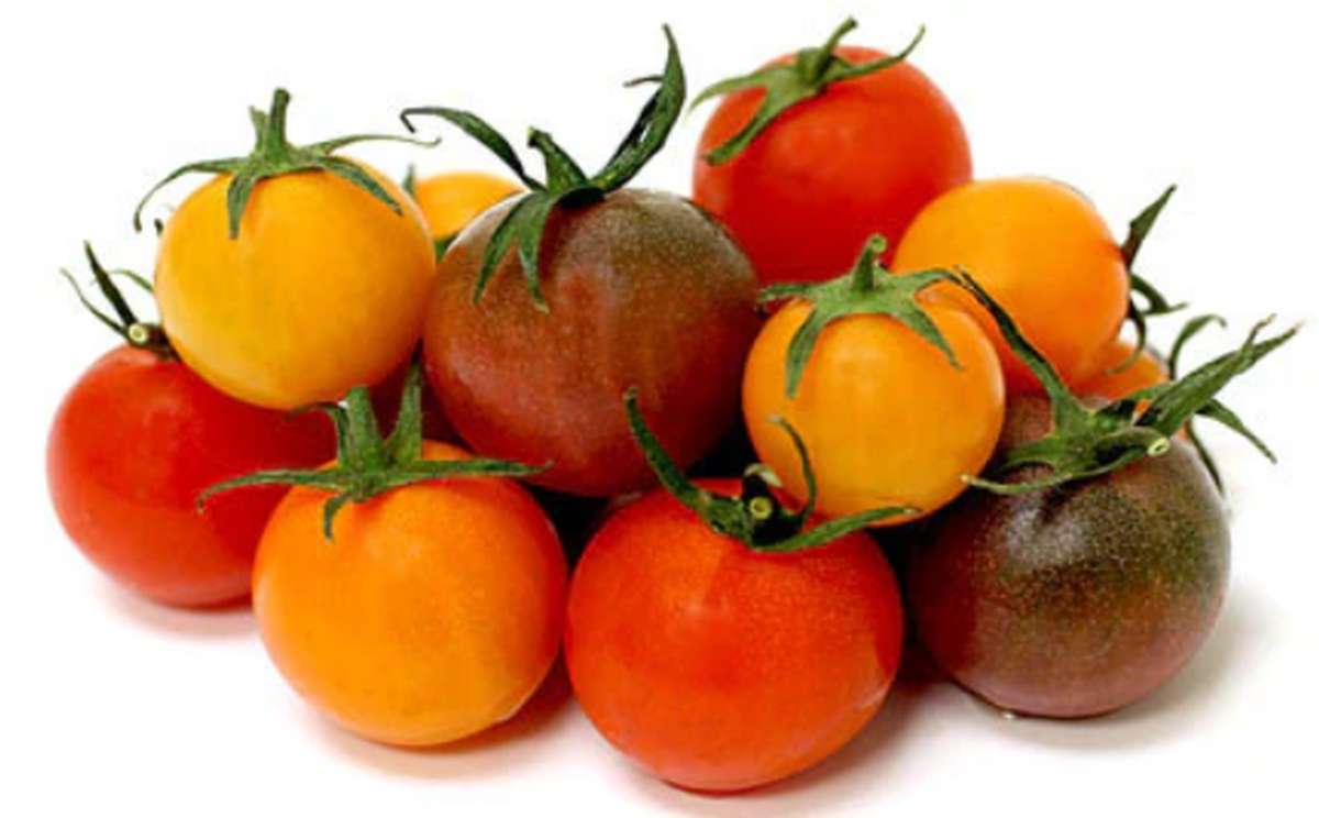 Barquette de tomates cerises couleur BIO du Finistère Nord - Direct producteur (250 g), France