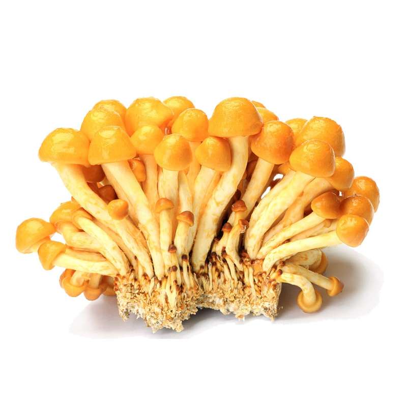 Champignon japonais Nameko BIO (200 g), France