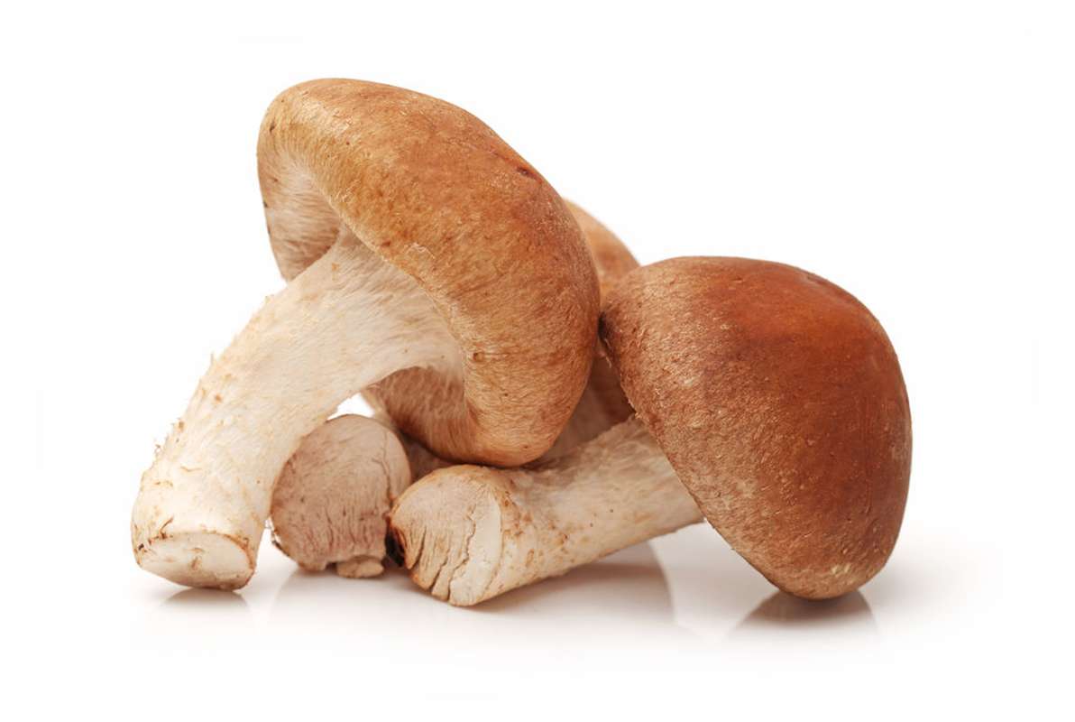 Barquette de Shiitake BIO (100 g), France