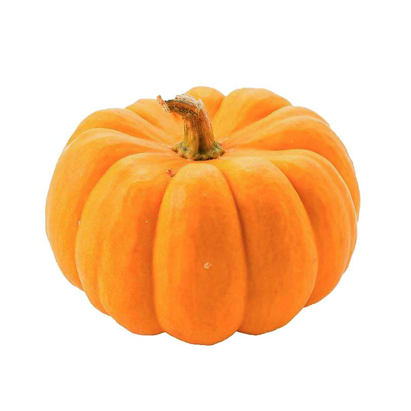 Courge Jack Be Little (gros calibre), France