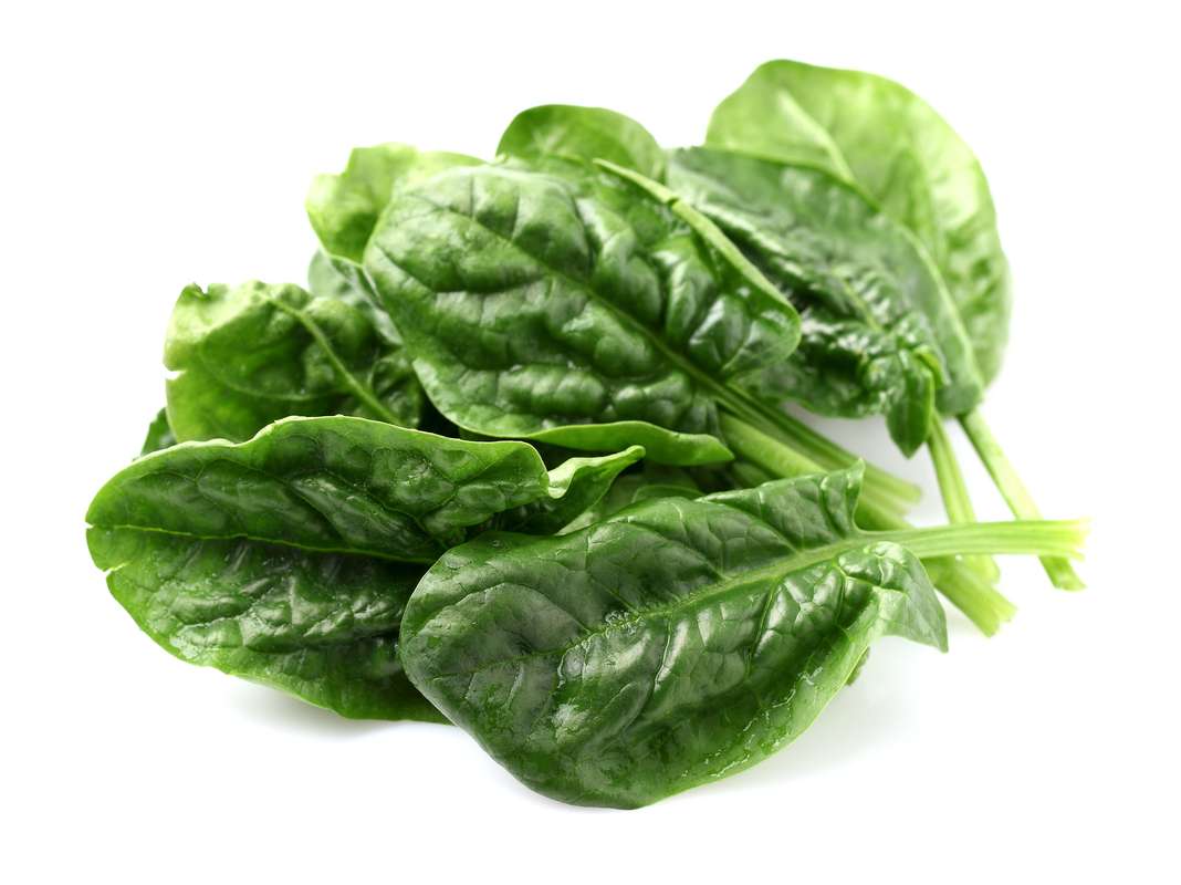 Épinard frais BIO du Finistère nord - direct producteur, France