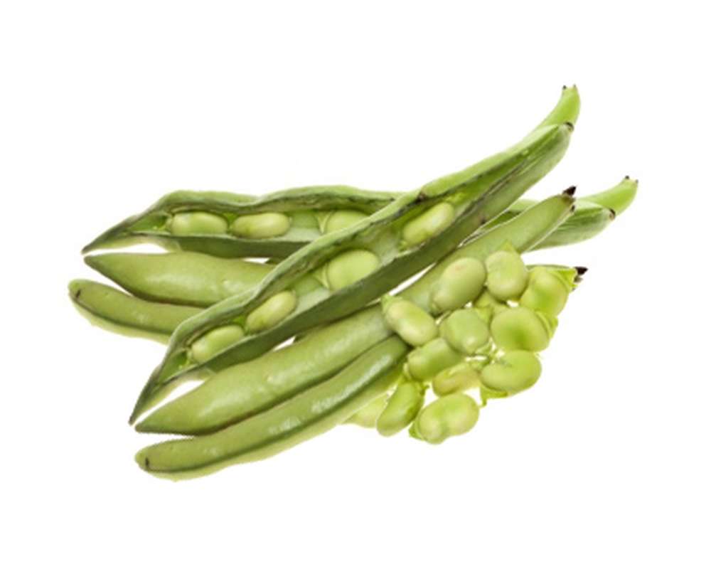Fèves fraîches à écosser BIO du Finistère nord - Direct producteur, France
