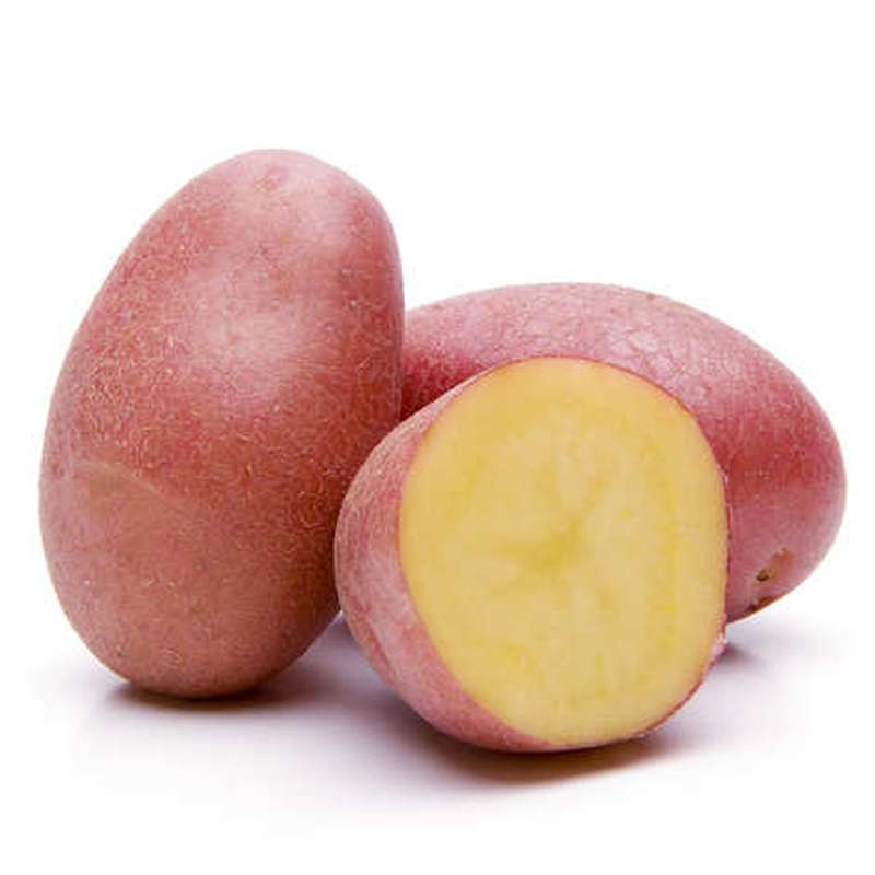 Filet de pommes de terre rouge "Rubis" BIO du Finistère nord (1 kg), France