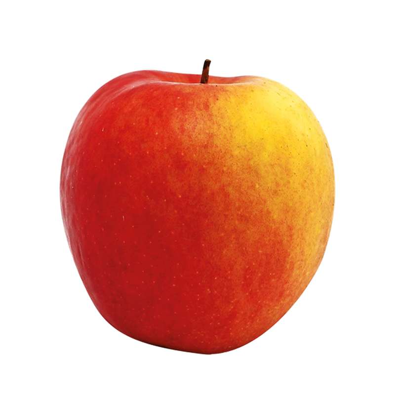 Pomme bicolore Crimson Crisp BIO du Sud-Ouest (calibre moyen), France