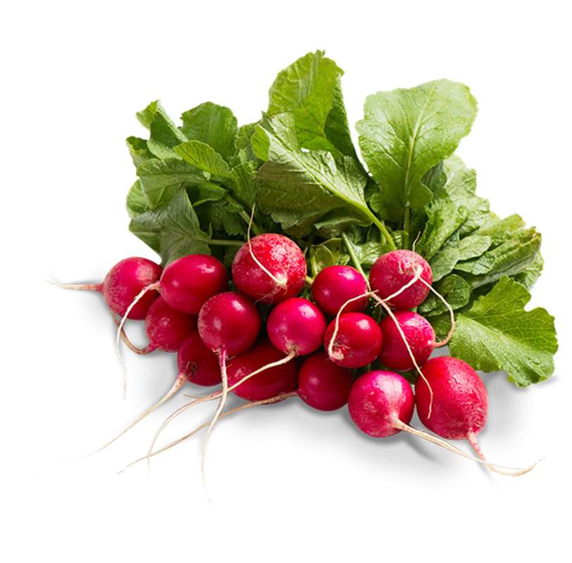 Radis rond rouge en botte BIO du Finistère nord - direct producteur, France