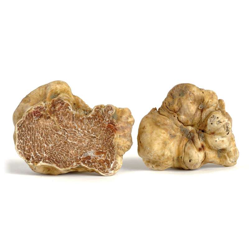 Truffe blanche Fraiche - Tuber magnatum Pico (Pièce de 8 g), France