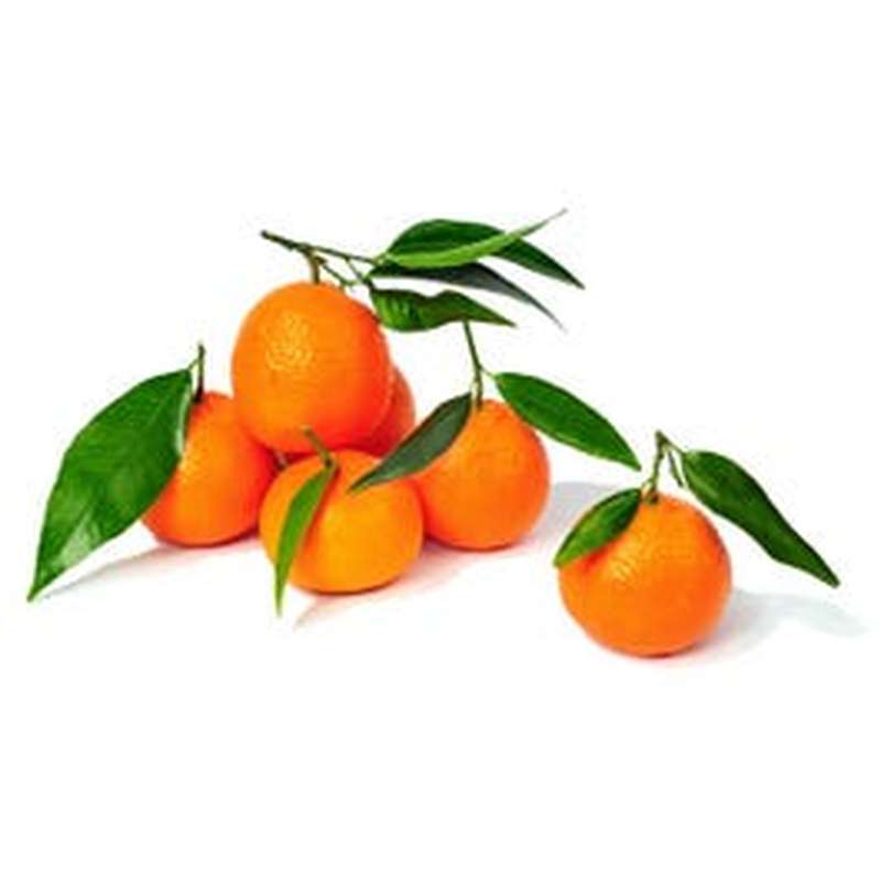 Lot de 4 Clémentines feuille de Corse - Direct producteur (calibre moyen), France