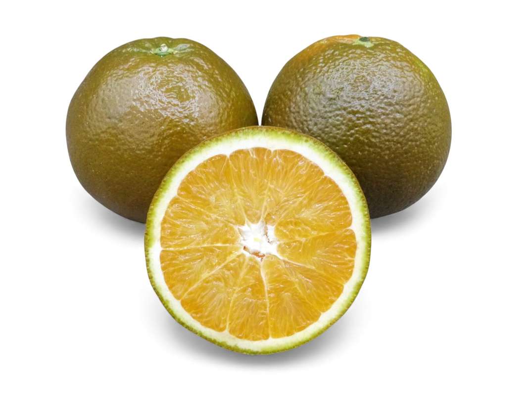 Lot de 2 oranges "chocolat" de table douce et sucrée, Espagne