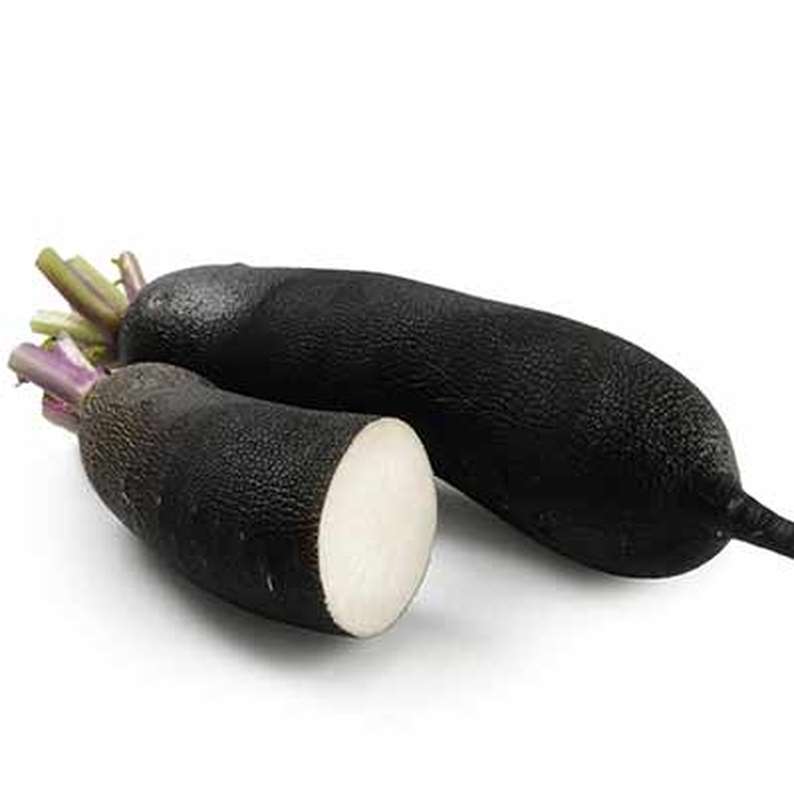 Radis noir BIO du Finistère Nord - Direct producteur (calibre moyen), France