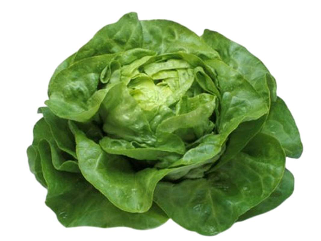Salade sucrine BIO, France