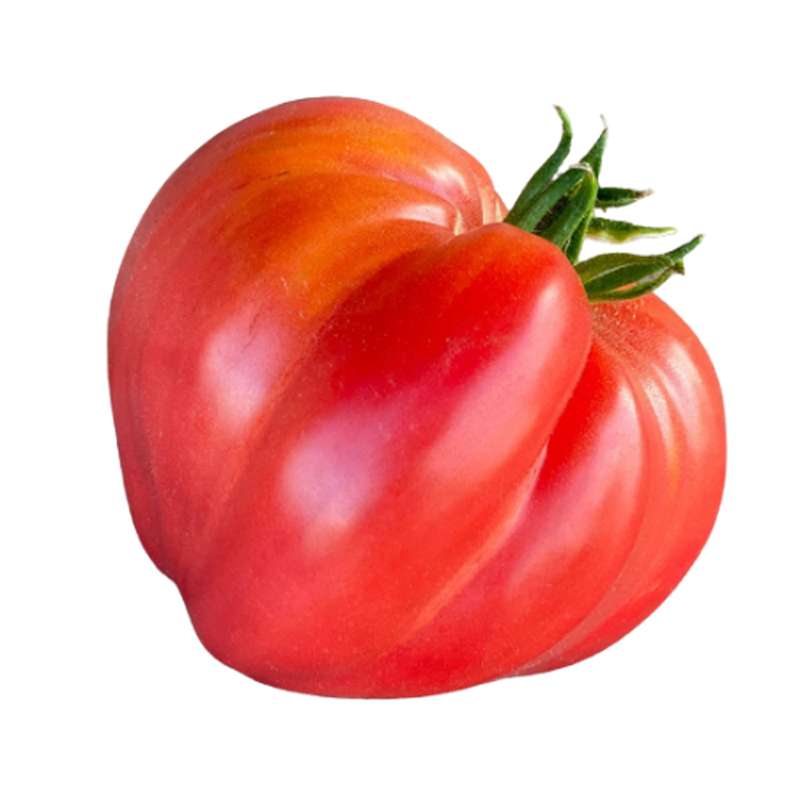 Tomates "cœur de bœuf" de Bretagne - Direct producteur, France