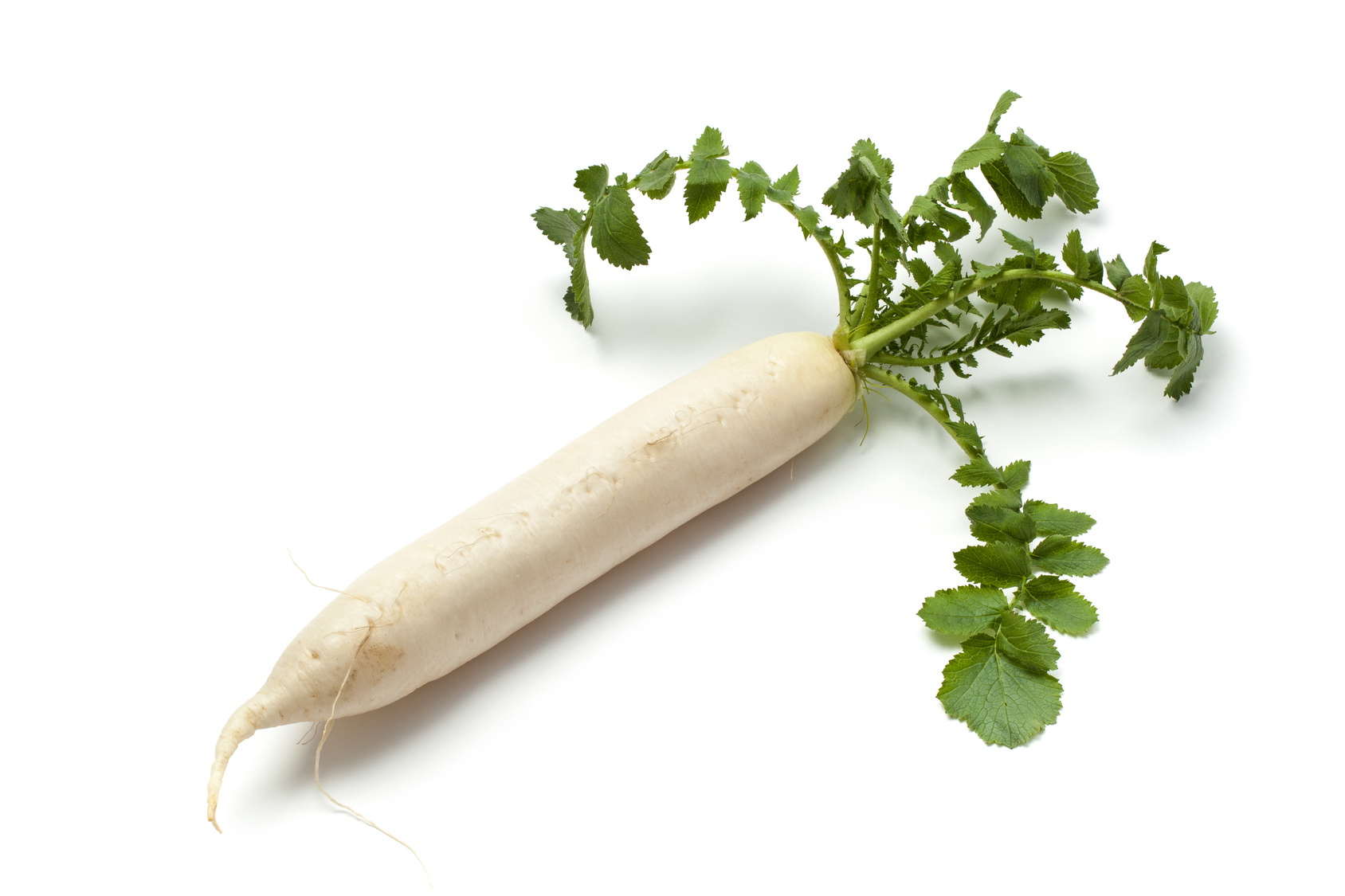 Navet long (blanc)