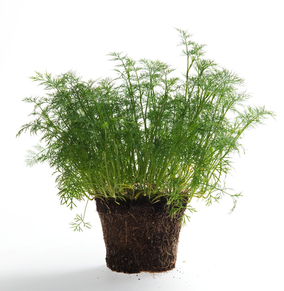 en pot BIO Miamtag livraison de produits frais sur Paris et